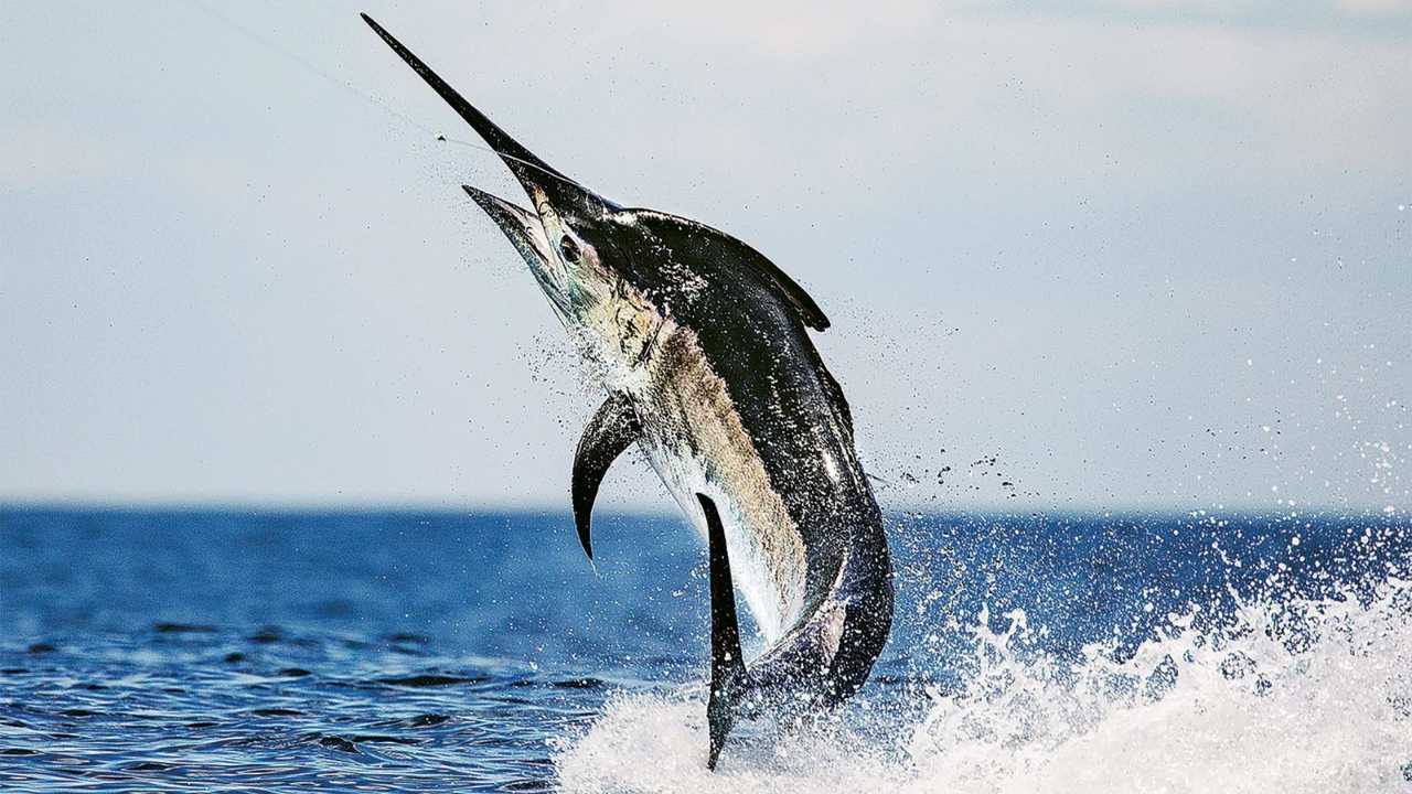 Black Marlin Fish