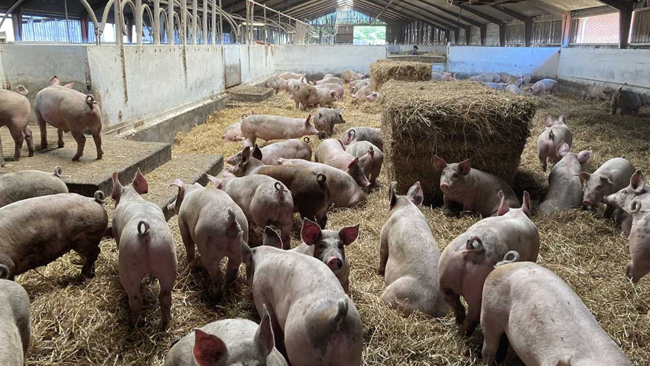 Pig Population In India