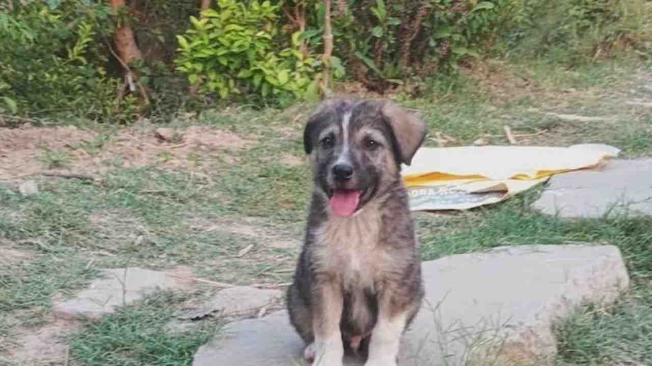 himachal mandi dog