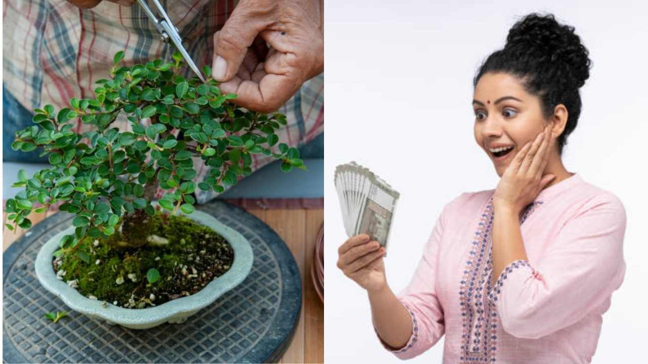 Bonsai Plant Business
