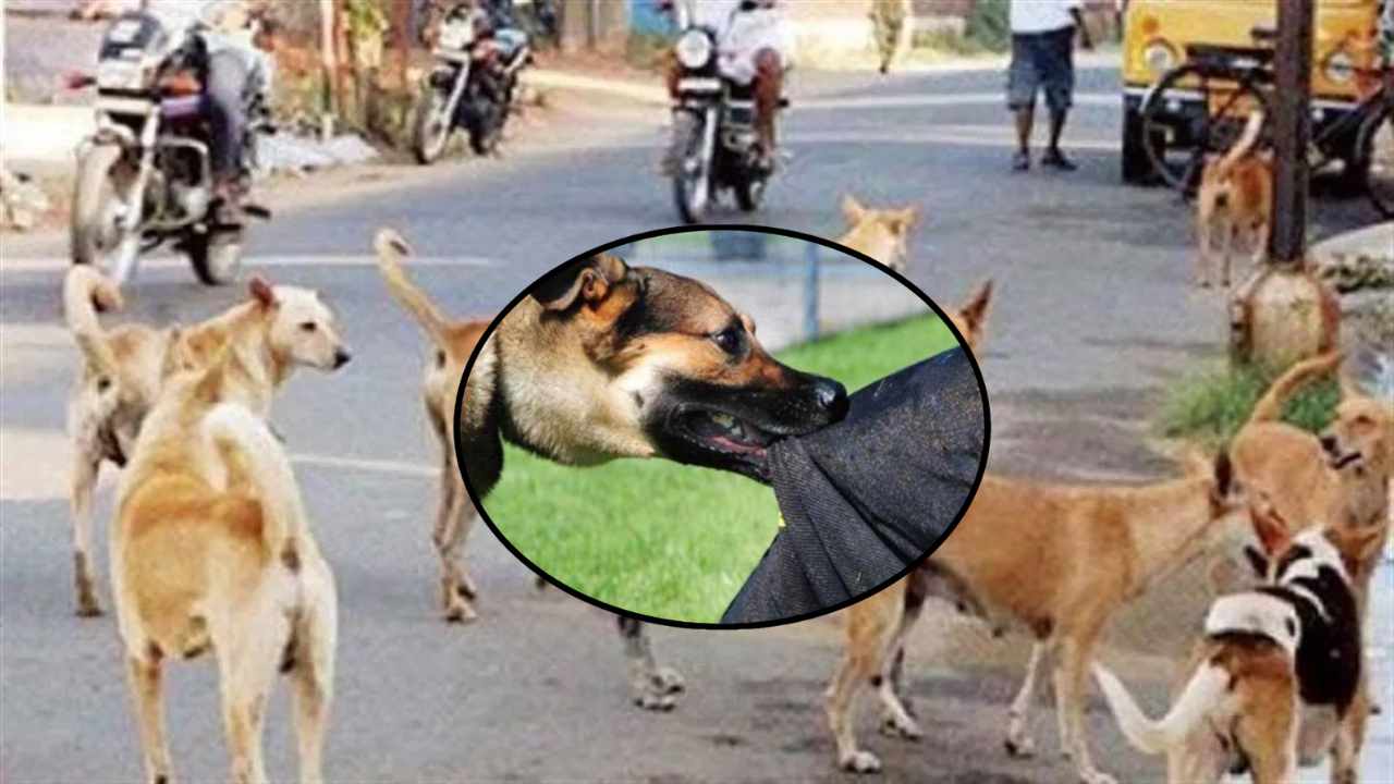 Stray Dogs